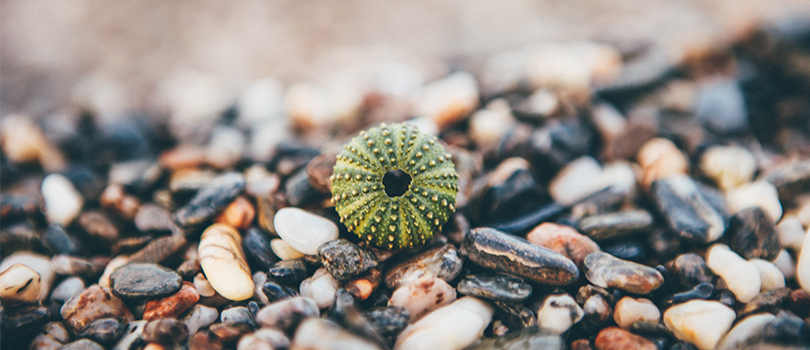 Photo of a sea urchin on a pebble beach.
